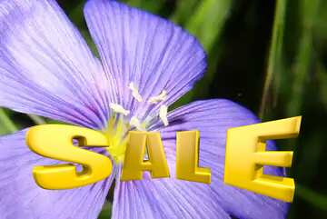 FX №198405  Sales Flower sale background