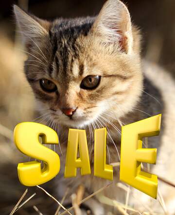 FX №198647 Kitten Sales promotion 3d Gold letters sale background
