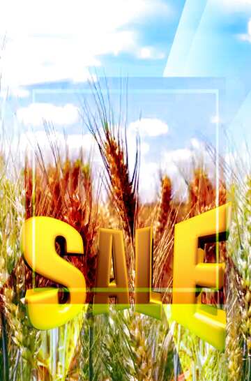 FX №198623 Field of wheat Sales promotion 3d Gold letters sale background Template