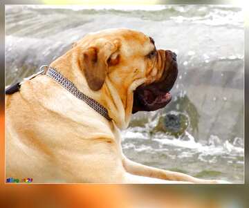 FX №2450 Template background for the label. Dog bulldog on the background of the fountain.