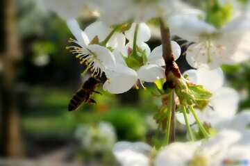 FX №2460 Bee on flower 