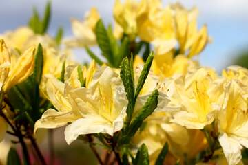 FX №2802 The best image. Yellow rhododendron.