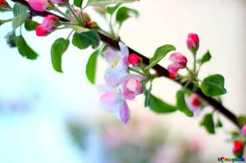 FX №2673 branch blossoming Apple