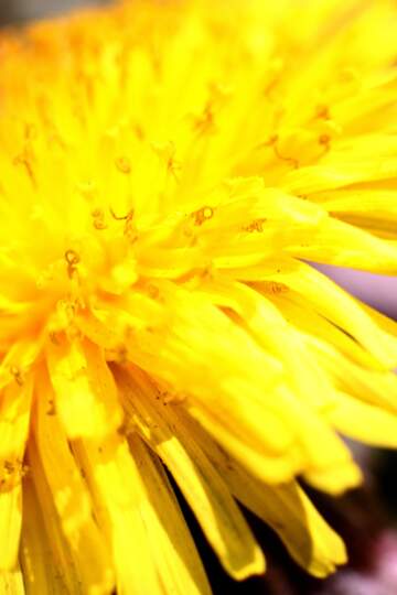 FX №2828 yellow flower Macro