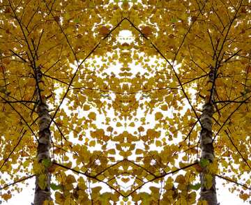 FX №2762 Autumn pattern background  birch