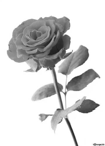 FX №2491 Gray Rose 
