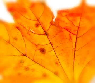 FX №2774 Image for profile picture Dry maple leaf.