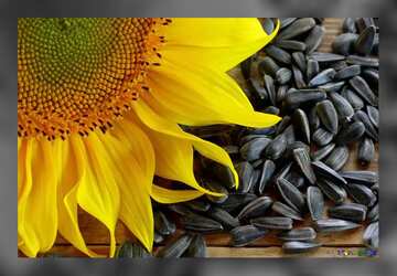 FX №2837 sunflower seeds desktop