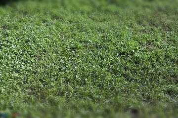 FX №2099 Green color. Lawn  grass.