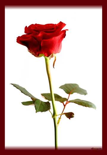 FX №2496 Red color. Texture rose isolated on white background.