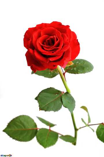 FX №2494 Red rose 