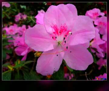 FX №2806 Template background for the label. Blooming azalea.