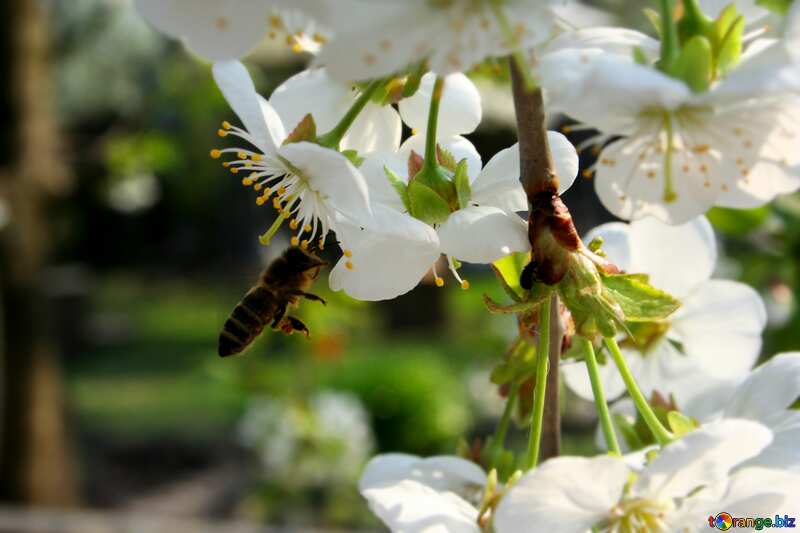 Bee on flower  №20517
