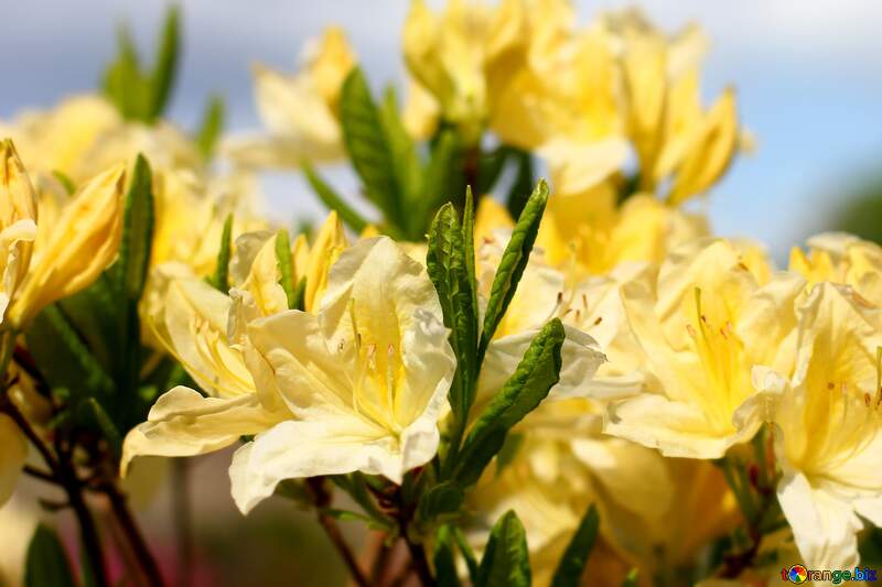 The best image. Yellow rhododendron. №37710