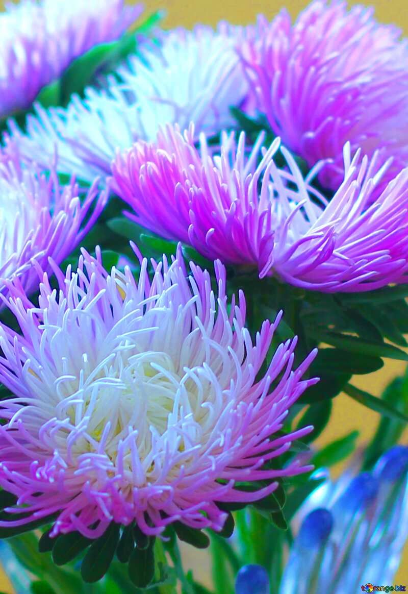 Bouquet  asters flowers №39594