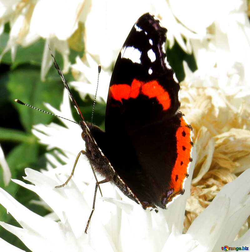 Butterfly on flower  №35827