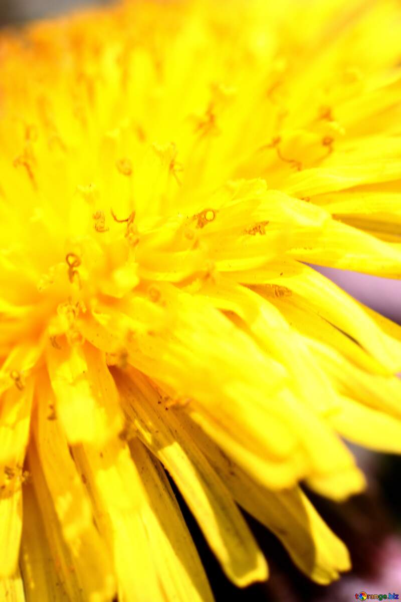 yellow flower Macro №1733