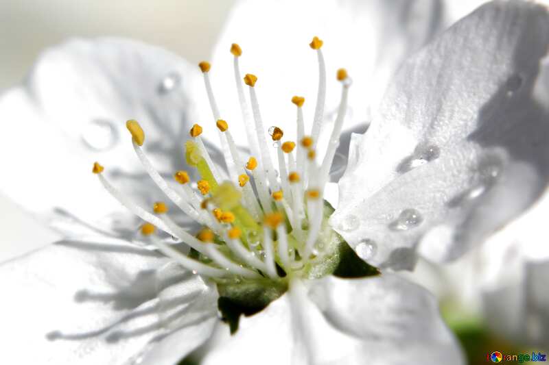 Dew on white flower  №27080