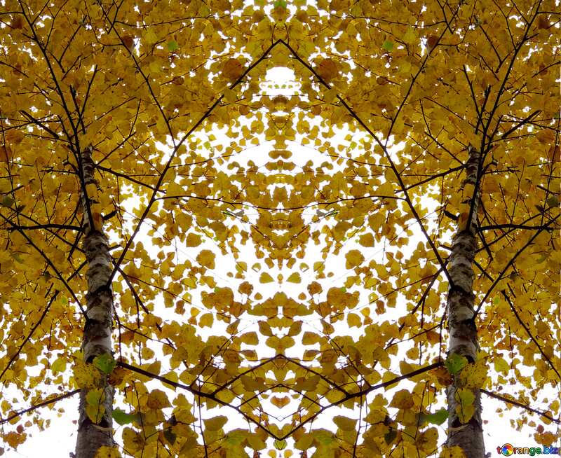 Autumn pattern background  birch №28304