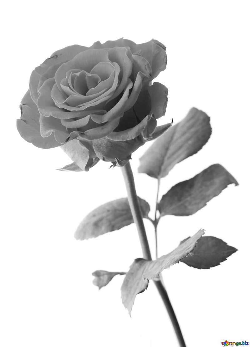 Gray Rose  №17041