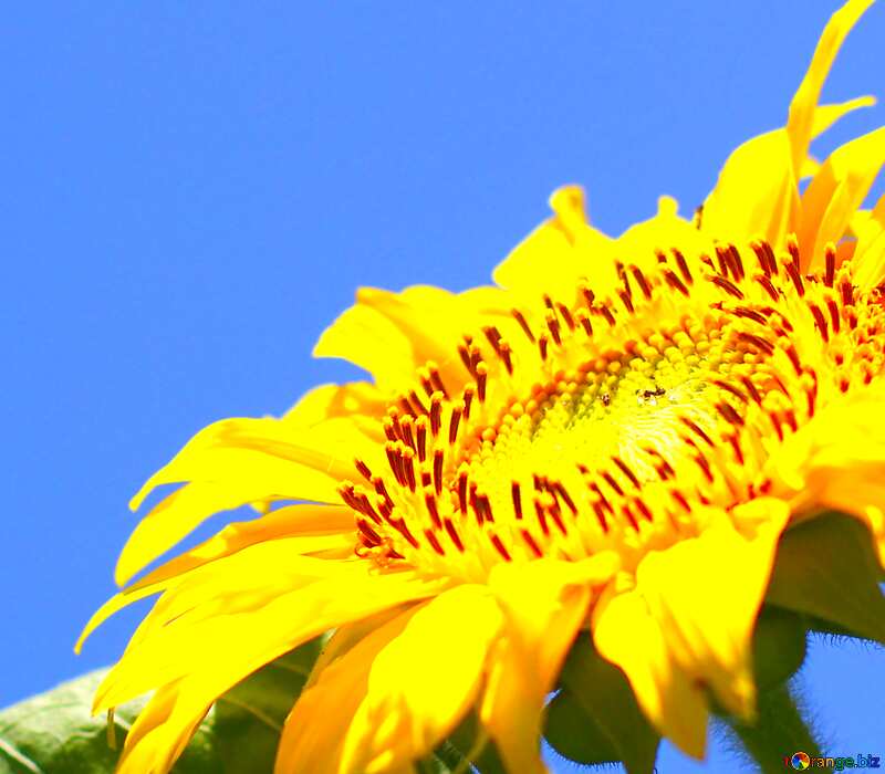 Image for profile picture Background for congratulations with sunflower. №32682