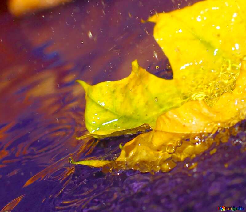 Image for profile picture Desktop wallpaper of autumn rain. №34629