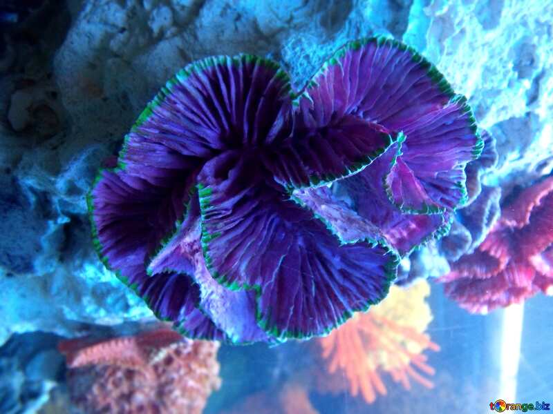 Blue color. Corals. №21431