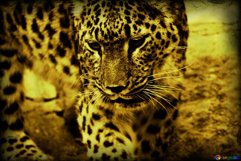 Monochrome.  Leopard . №3062