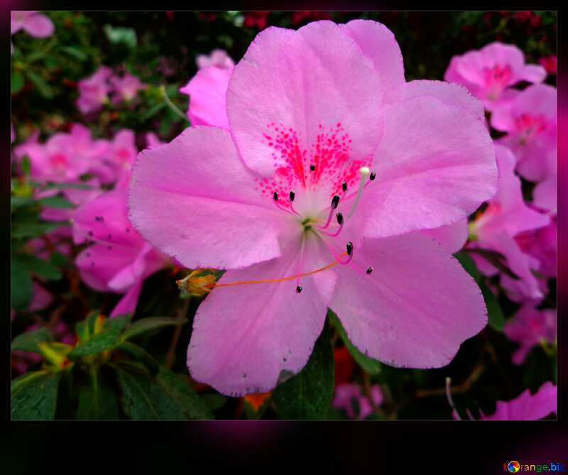 Template background for the label. Blooming azalea. №29333