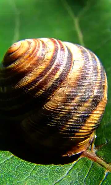 FX №20304 Bright colors. Snail shell on grape leaf.