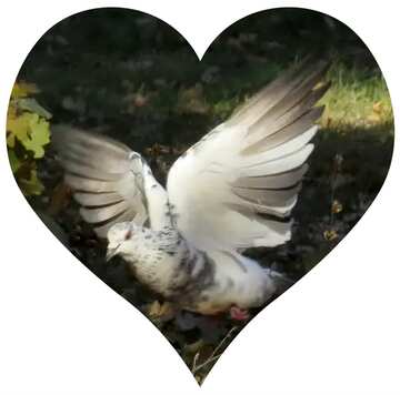FX №20324 Flying dove in heart
