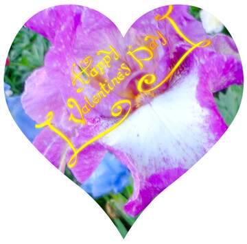FX №20321 Image for profile picture Beautiful iris flower.