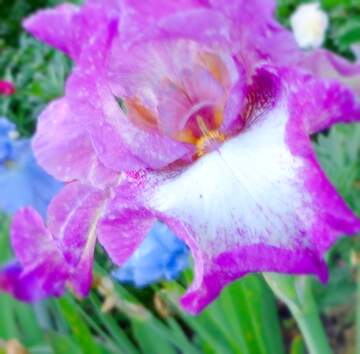 FX №20322 Image for profile picture Beautiful iris flower.