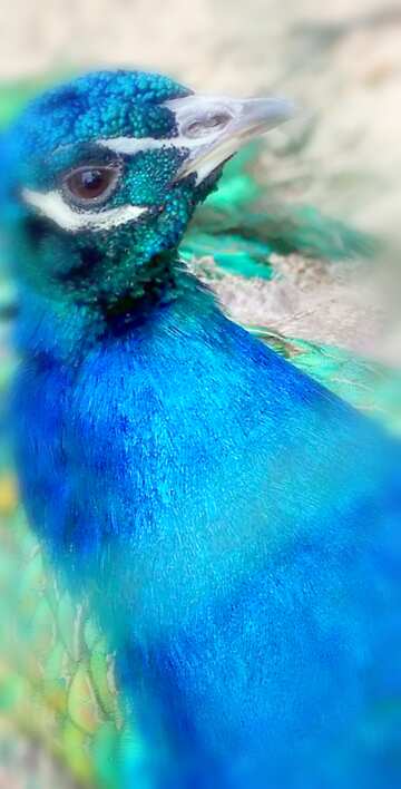 FX №20425 Image for profile picture Bird peacock.