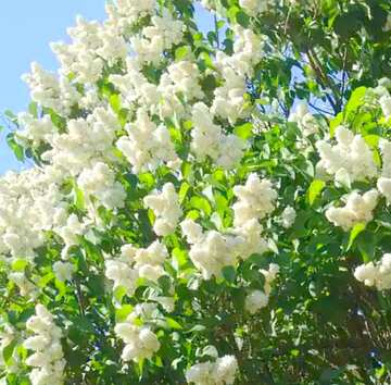 FX №20216 Image for profile picture In the botanical garden bloomed lilac.