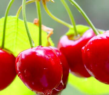 FX №20581 Image for profile picture Cherries on the tree.