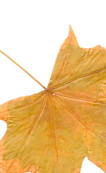 FX №20305 Image for profile picture Dry leaf texture.