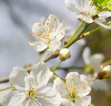 FX №20029 Image for profile picture Flowers cherry tree.