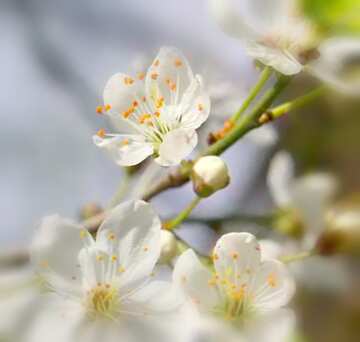 FX №20030 Image for profile picture Flowers cherry tree.