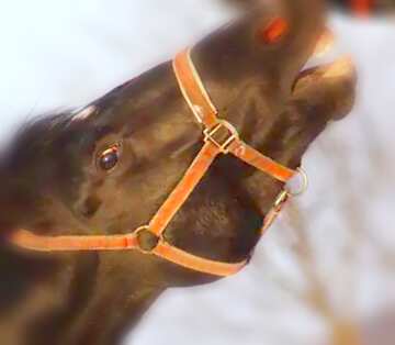 FX №20021 Image for profile picture Horse bite.