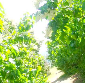 FX №20243 Image for profile picture A narrow path in the lilac bushes.