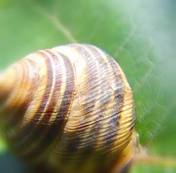 FX №20302 Image for profile picture Snail shell on grape leaf.