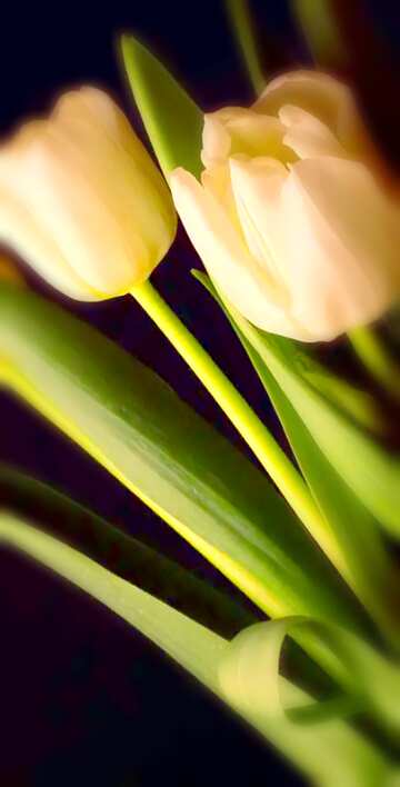 FX №20583 Image for profile picture Tulips bouquet on a black background.