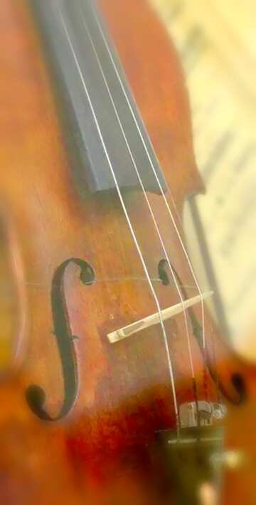 FX №20360 Image for profile picture Violin.