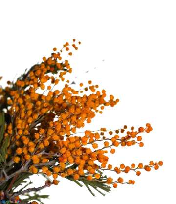 FX №20262 Orange color. Mimosa flower on a white background.