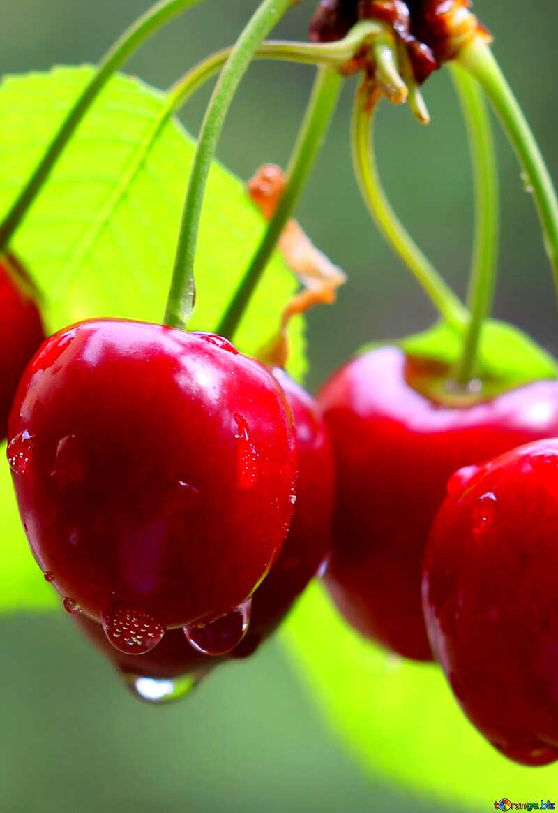 The best image. Cherries on the tree. №46255