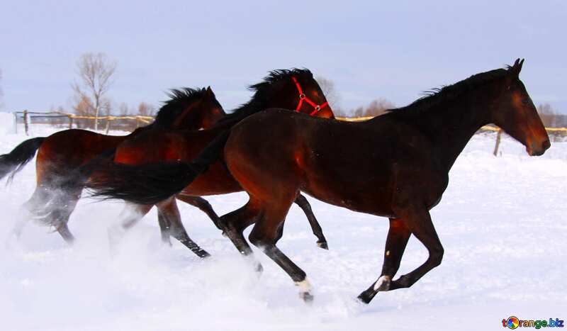 Cover. Horses run on snow. №3979