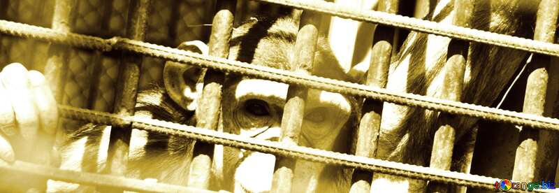 Cover. A monkey in cage. №4567