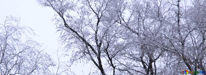 Cover. The trees in hoarfrost. №436