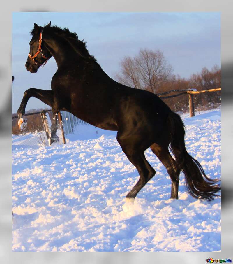 Horse snow №3961
